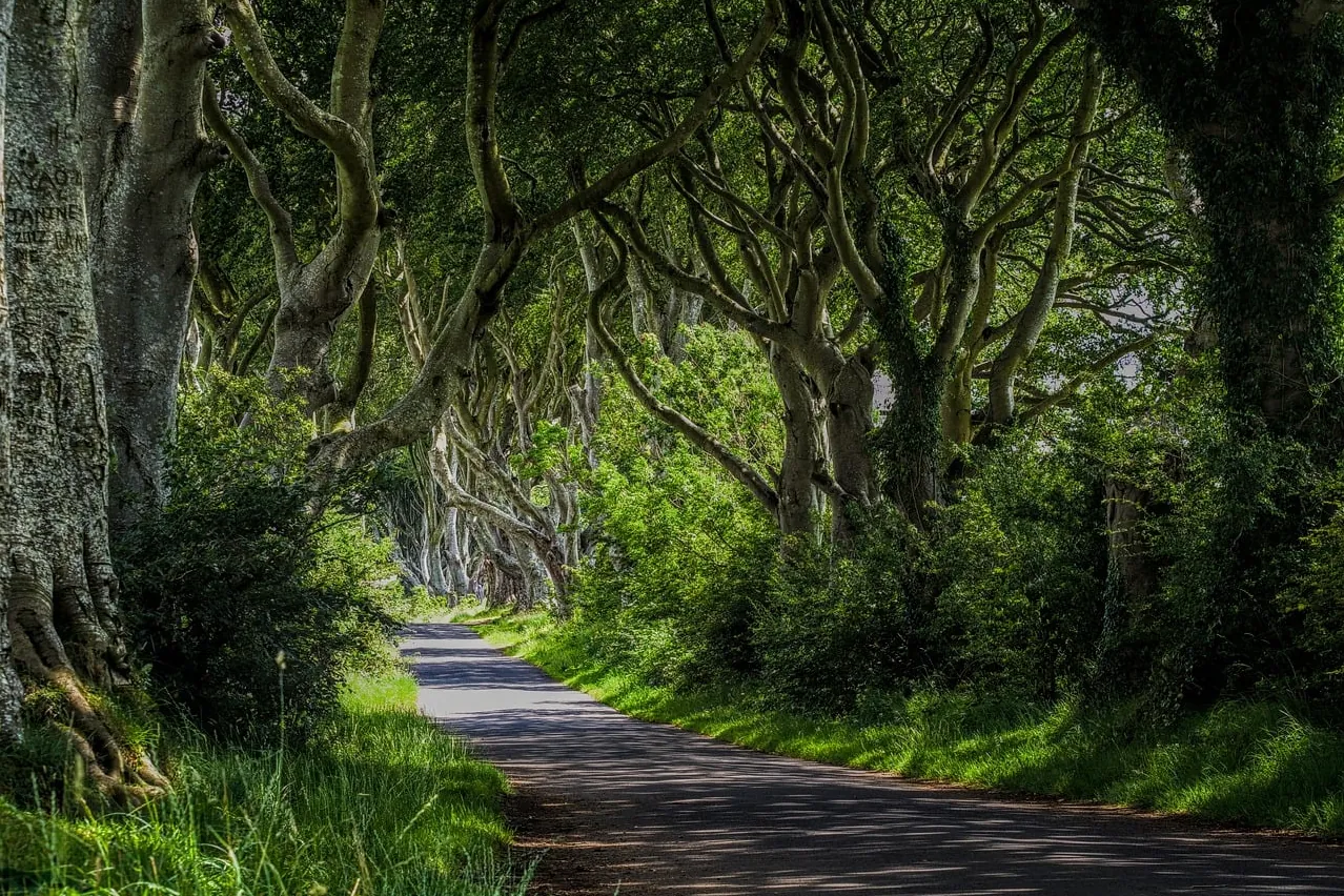 Nature, trees, ireland