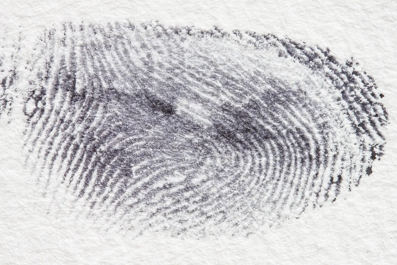 Fingerprint, dactylogram, papillary ridges