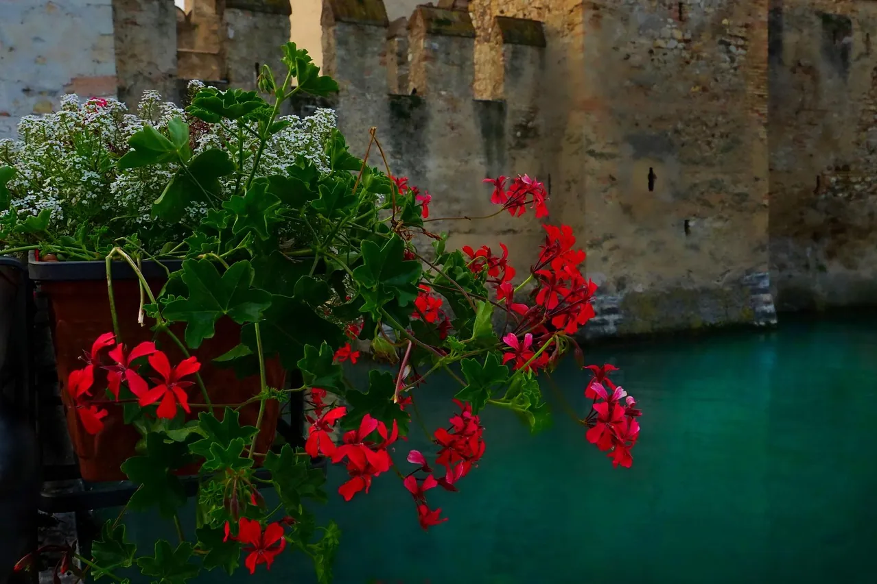 Geraniums, red, balcony plant
