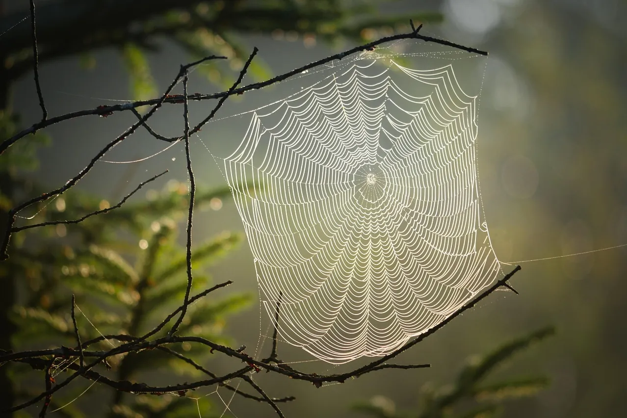Cobweb, web, spider