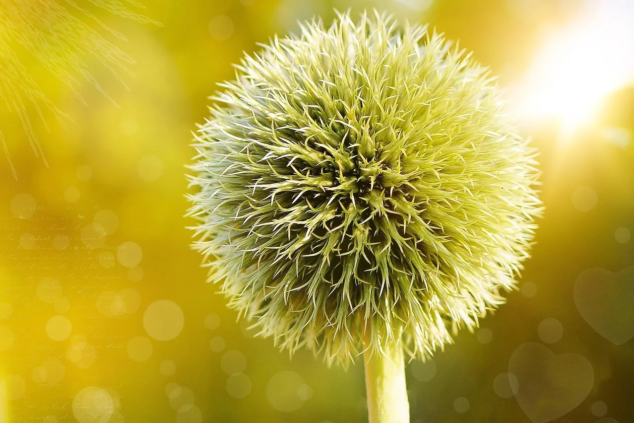 Globe thistle, beautiful flowers, thistle